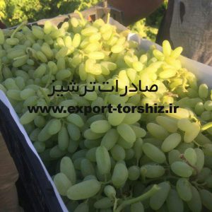 خرید انگور صادراتی